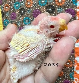 RAFL 2634 / HATCH 5-8-25- PARAKEET- BOURKE- LUTINO