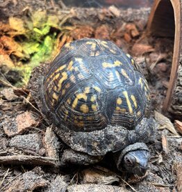BOX TURTLE- MR. T- MALE- 5-23-25
