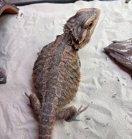 BEARDED DRAGON-RANGO- Translucent- FEMALE- 5-05-25- ADOPTION- ***  ADOPTIONS HAPPEN IN PERSON, NOT ONLINE