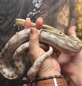 CORN SNAKE-  GHOST MUTATION?- Pantherophis guttatus- 4.5 FEET-  5-14-25 (NAME: BANANA)