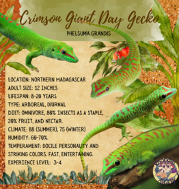 Crimson Giant Day Gecko #2- Phelsuma grandis 4-6 inches- CB	5-27-25