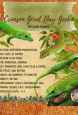 Crimson Giant Day Gecko #2- Phelsuma grandis 4-6 inches- CB	5-27-25