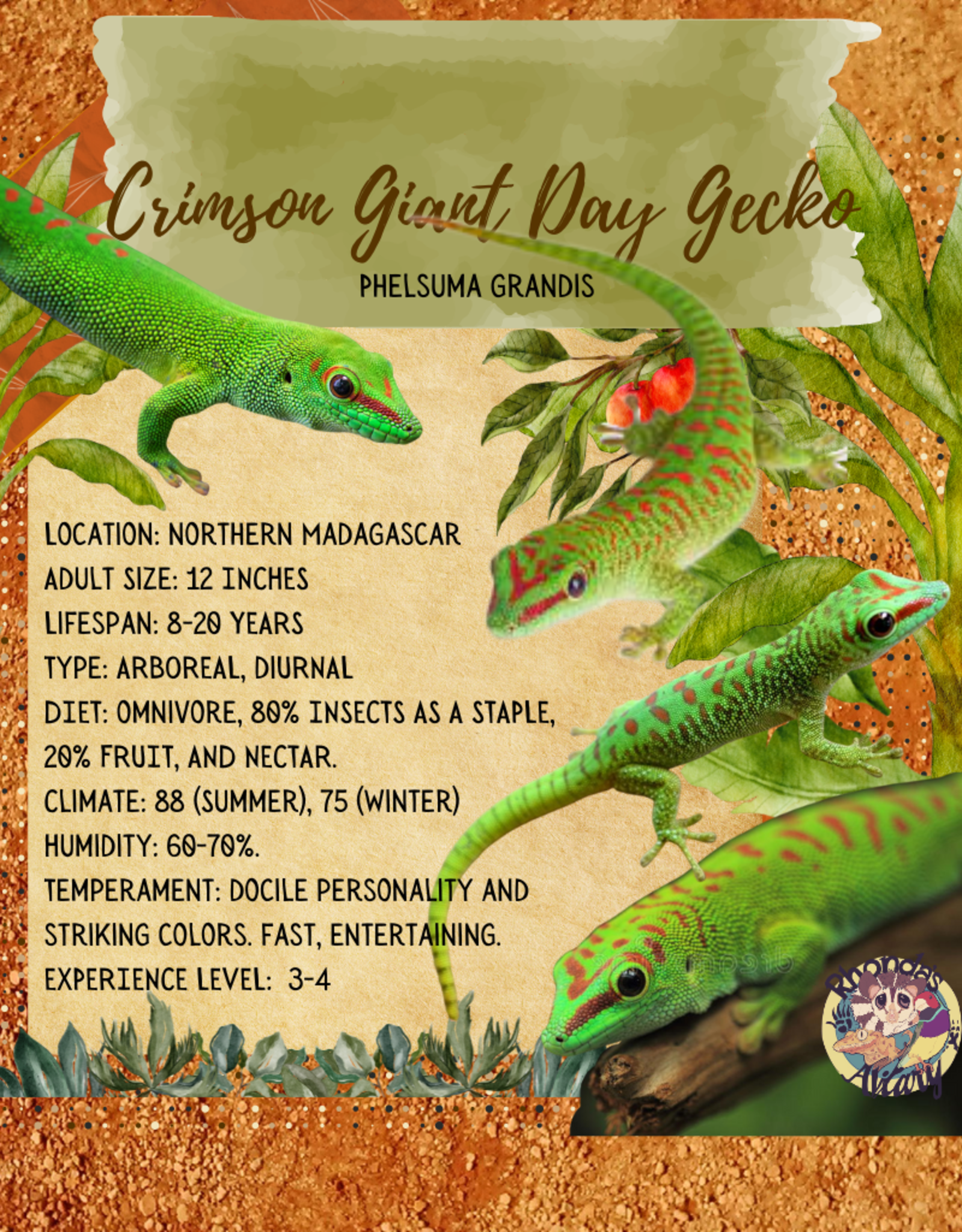Crimson Giant Day Gecko #2- Phelsuma grandis 4-6 inches- CB	5-27-25