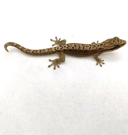Philippine Mourning Gecko #3- Lepidodactylus lugubris 5-27-25 (JUVENILE)