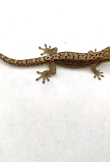 Philippine Mourning Gecko #2- Lepidodactylus lugubris 5-27-25 (JUVENILE)