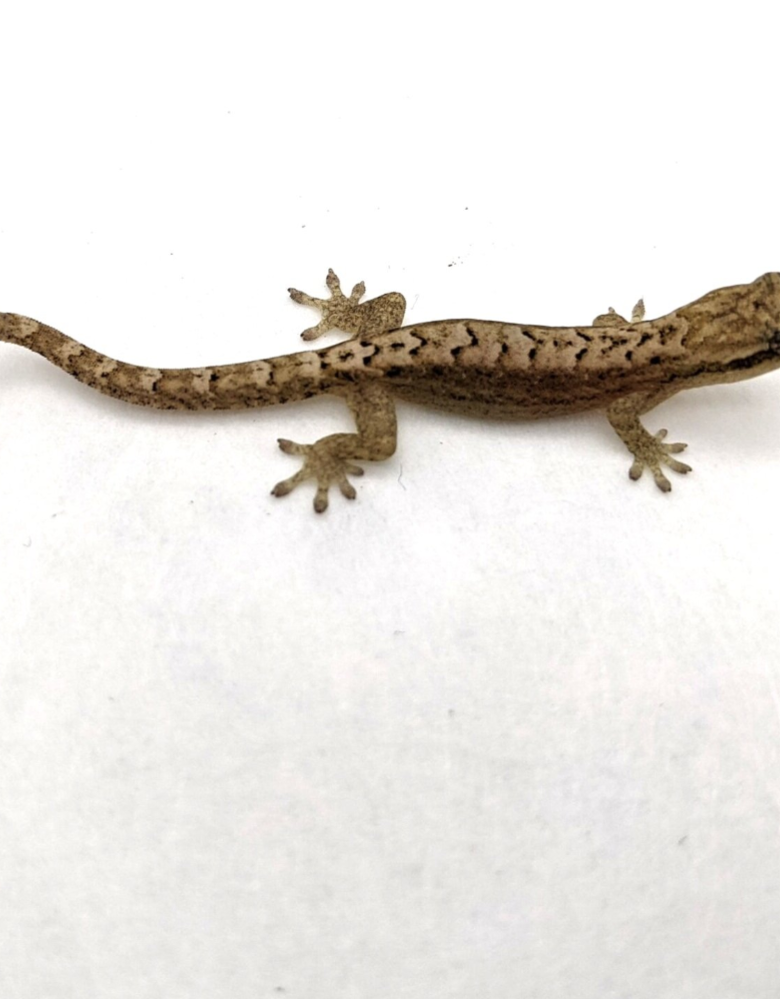 Philippine Mourning Gecko #2- Lepidodactylus lugubris 5-27-25 (JUVENILE)