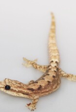 Hawaiian Mourning Gecko #1- Lepidodactylus lugubris 5-27-25 (JUVENILE) *YELLOW BELLY