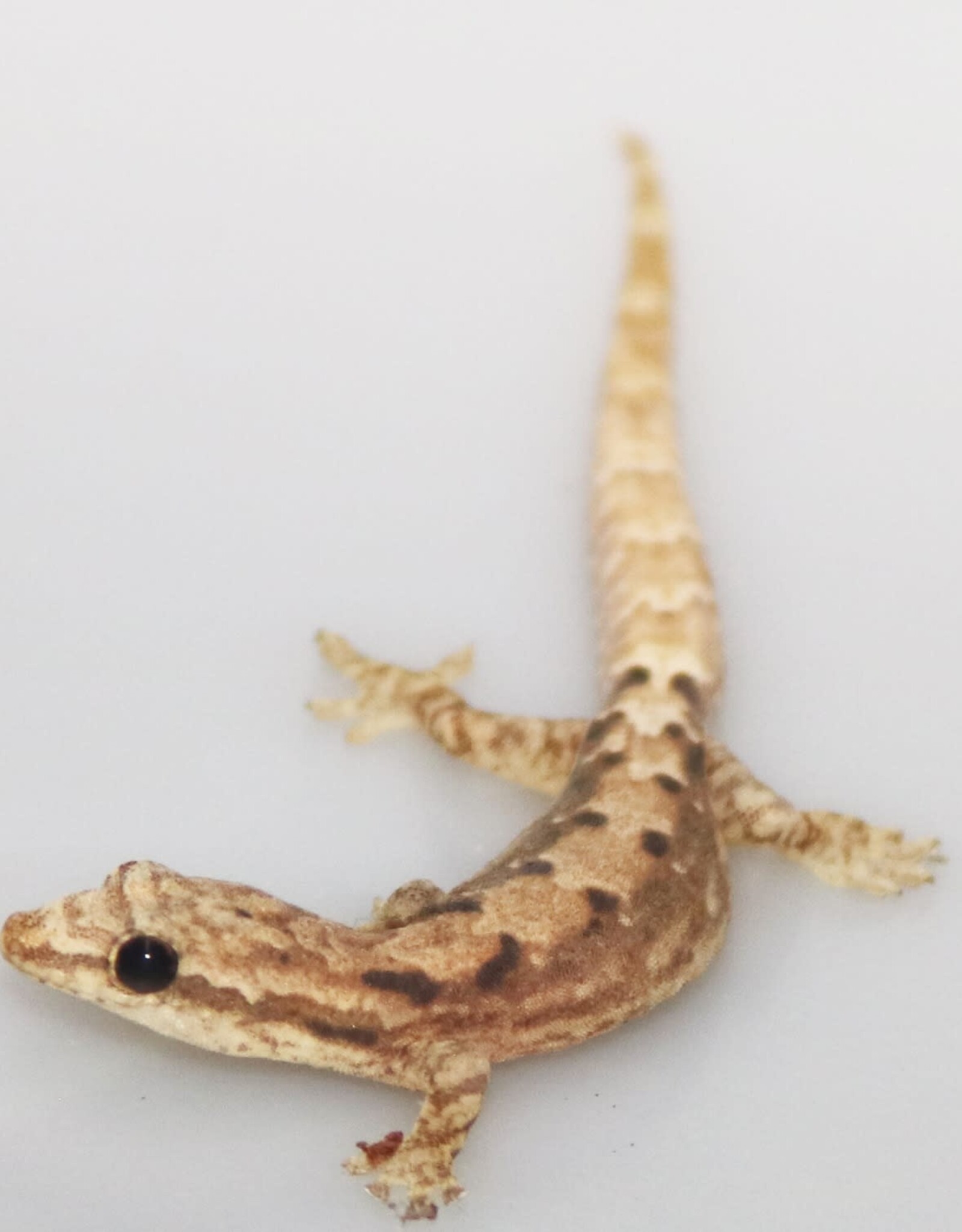 Hawaiian Mourning Gecko #1- Lepidodactylus lugubris 5-27-25 (JUVENILE) *YELLOW BELLY