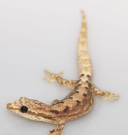 Hawaiian Mourning Gecko #1- Lepidodactylus lugubris 5-27-25 (JUVENILE) *YELLOW BELLY