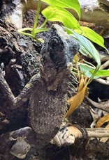 FOREST CHAMELEON #2- (ANGLEHEAD LIZARD)- Gonocephalus chamaeleontinus- 14 INCHES- 5-27-25* FEMALE