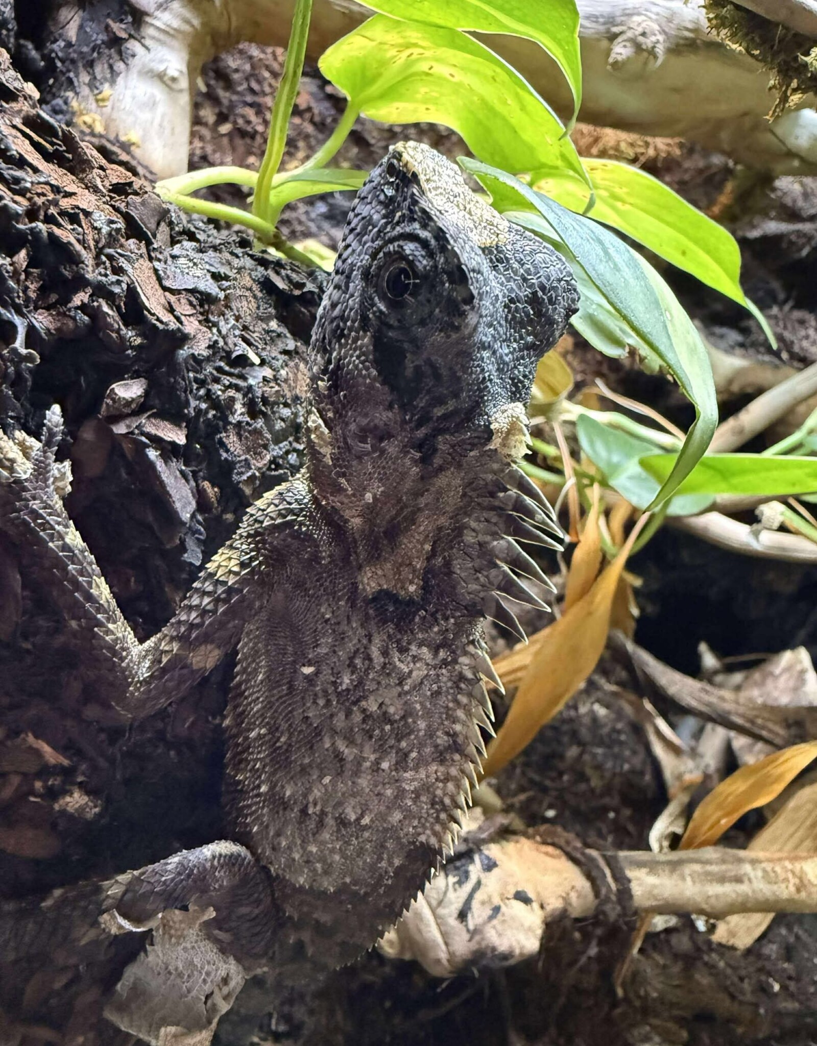 FOREST CHAMELEON #2- (ANGLEHEAD LIZARD)- Gonocephalus chamaeleontinus- 14 INCHES- 5-27-25* FEMALE