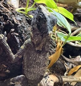 FOREST CHAMELEON #2- (ANGLEHEAD LIZARD)- Gonocephalus chamaeleontinus- 14 INCHES- 5-27-25* FEMALE