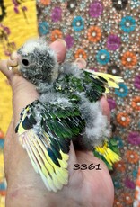 RAFL 3361 / HATCH 4-21-25- PIED- KAKARIKI- HATCH 1-10-25- CAGE #16* DNA MALE