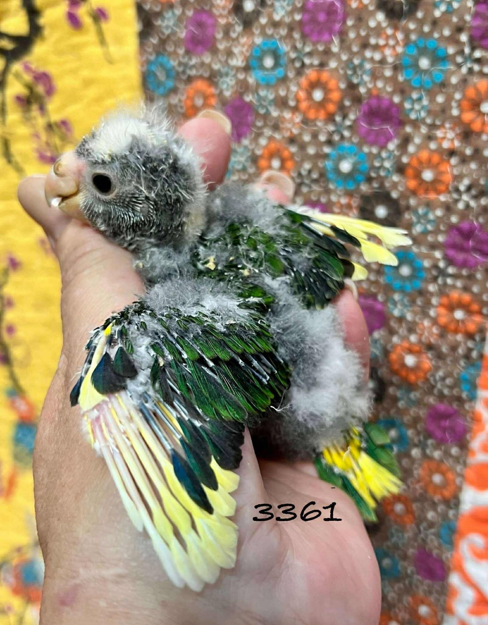 RAFL 3361 / HATCH 4-21-25- PIED- KAKARIKI- HATCH 1-10-25- CAGE #16* DNA MALE