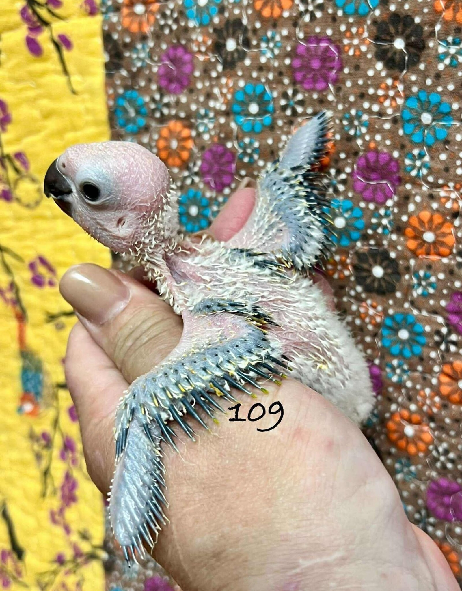 WBF PA 109 / HATCH 4-20-25- SUN CONURE- CAGE #40 *DNA FEMALE