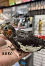 RAFL 3380- COCKATIEL- CLASSIC GREY- HATCH 5-10-25