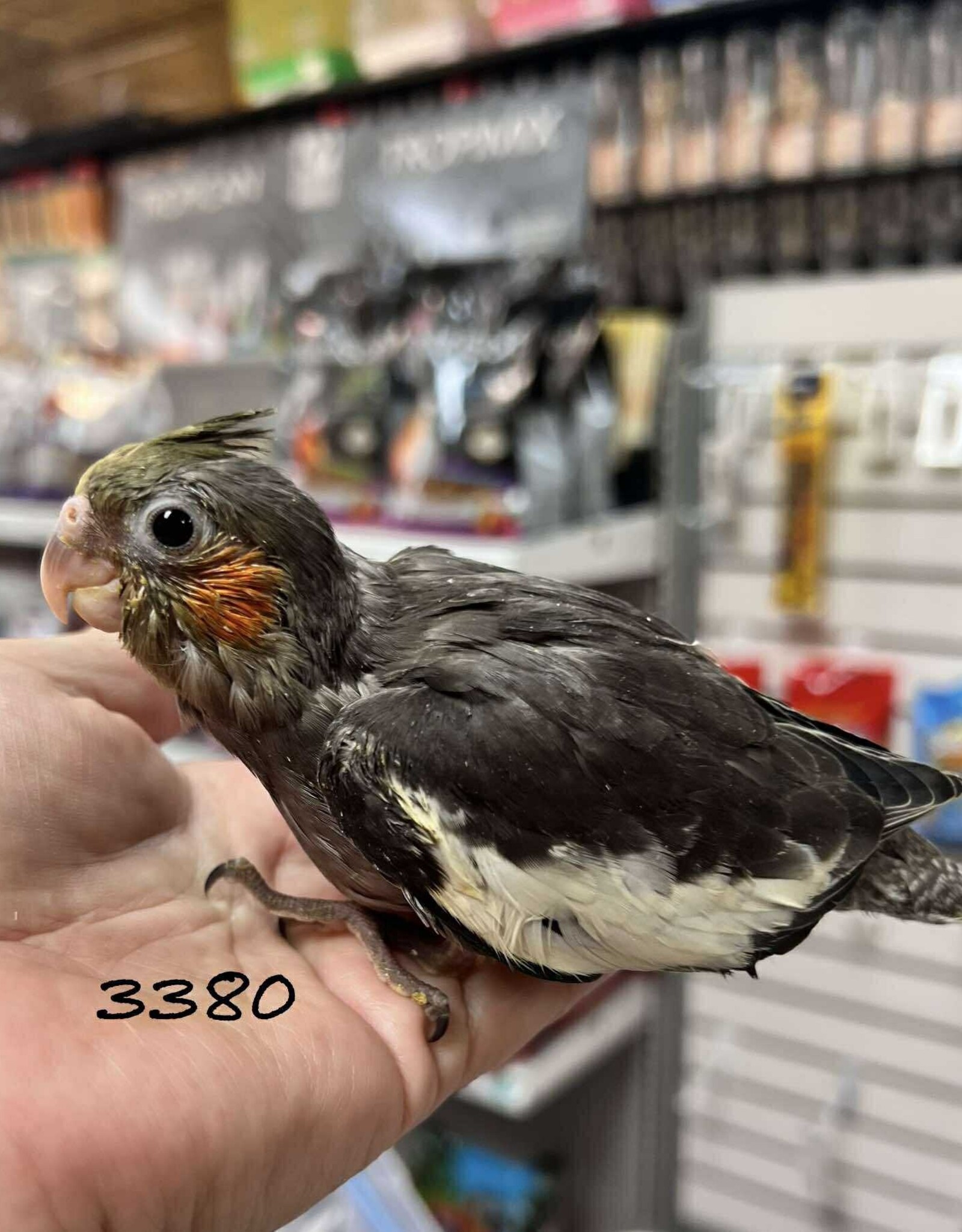 RAFL 3380- COCKATIEL- CLASSIC GREY- HATCH 5-10-25