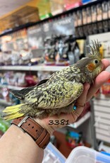 RAFL 3381- COCKATIEL- PEARL- HATCH 5-01-25
