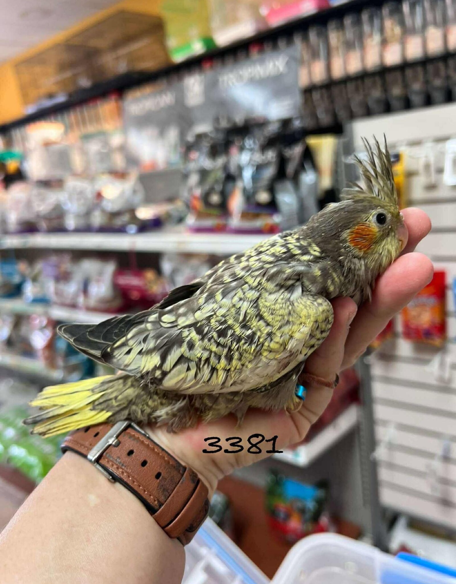 RAFL 3381- COCKATIEL- PEARL- HATCH 5-01-25