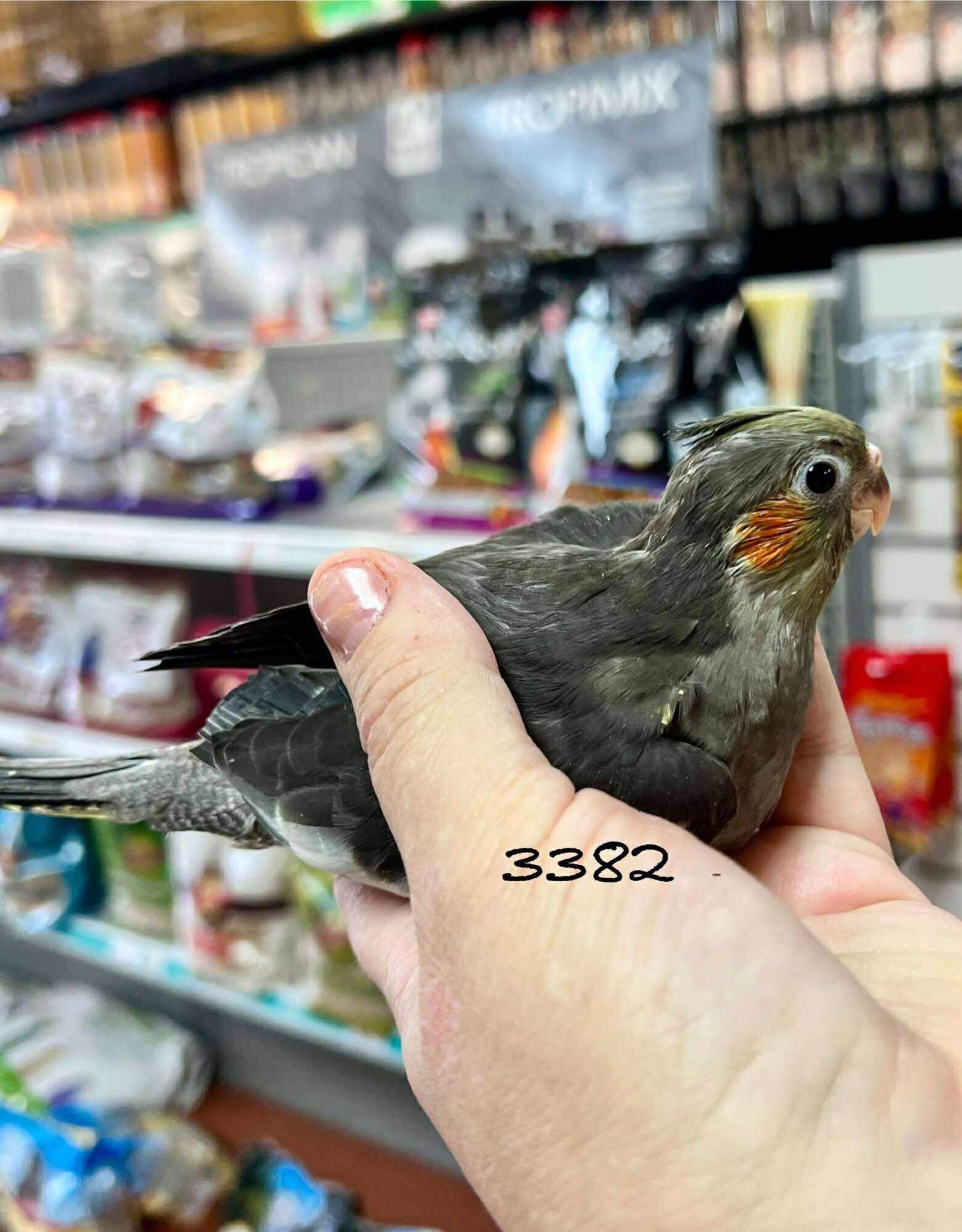 RAFL 3382- COCKATIEL- CLASSIC GREY- HATCH 5-10-25