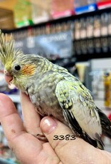 RAFL 3383- COCKATIEL- PEARL- HATCH 5-08-25