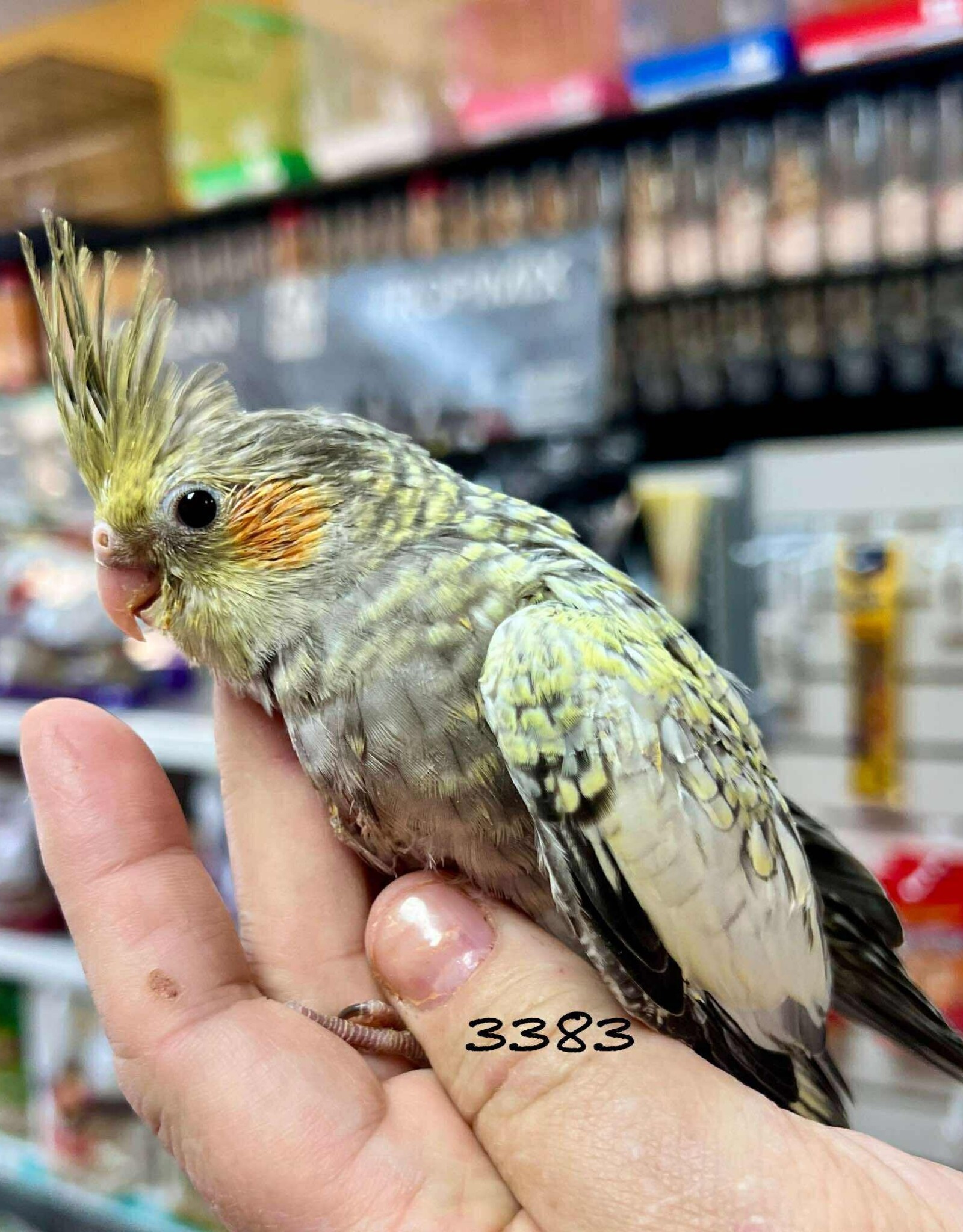 RAFL 3383- COCKATIEL- PEARL- HATCH 5-08-25