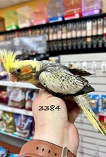 RAFL 3384- COCKATIEL- PEARL / PIED- HATCH 5-01-25