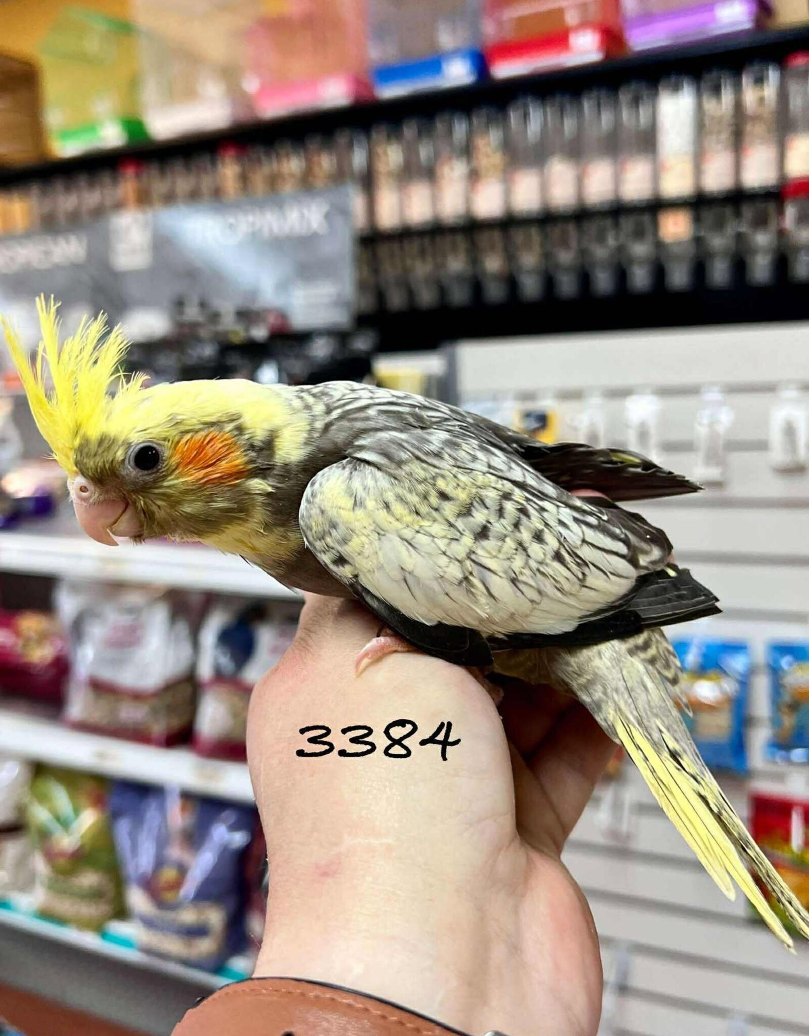 RAFL 3384- COCKATIEL- PEARL / PIED- HATCH 5-01-25