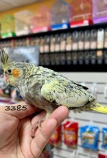 RAFL 3385- COCKATIEL- PEARL- HATCH 5-02-25