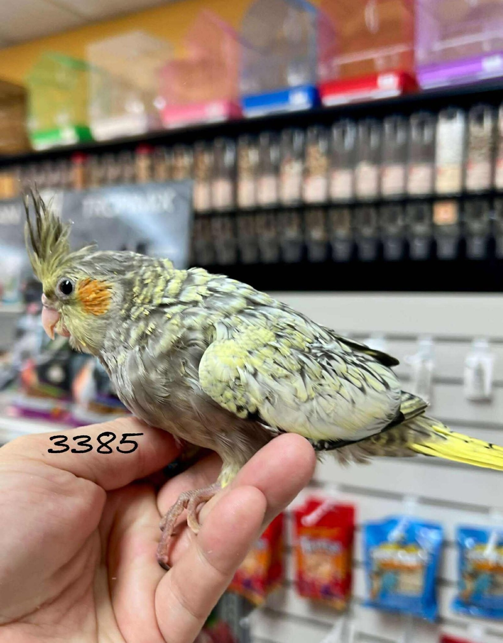 RAFL 3385- COCKATIEL- PEARL- HATCH 5-02-25
