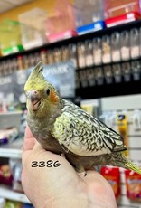RAFL 3386- COCKATIEL- PEARL- HATCH 5-01-25