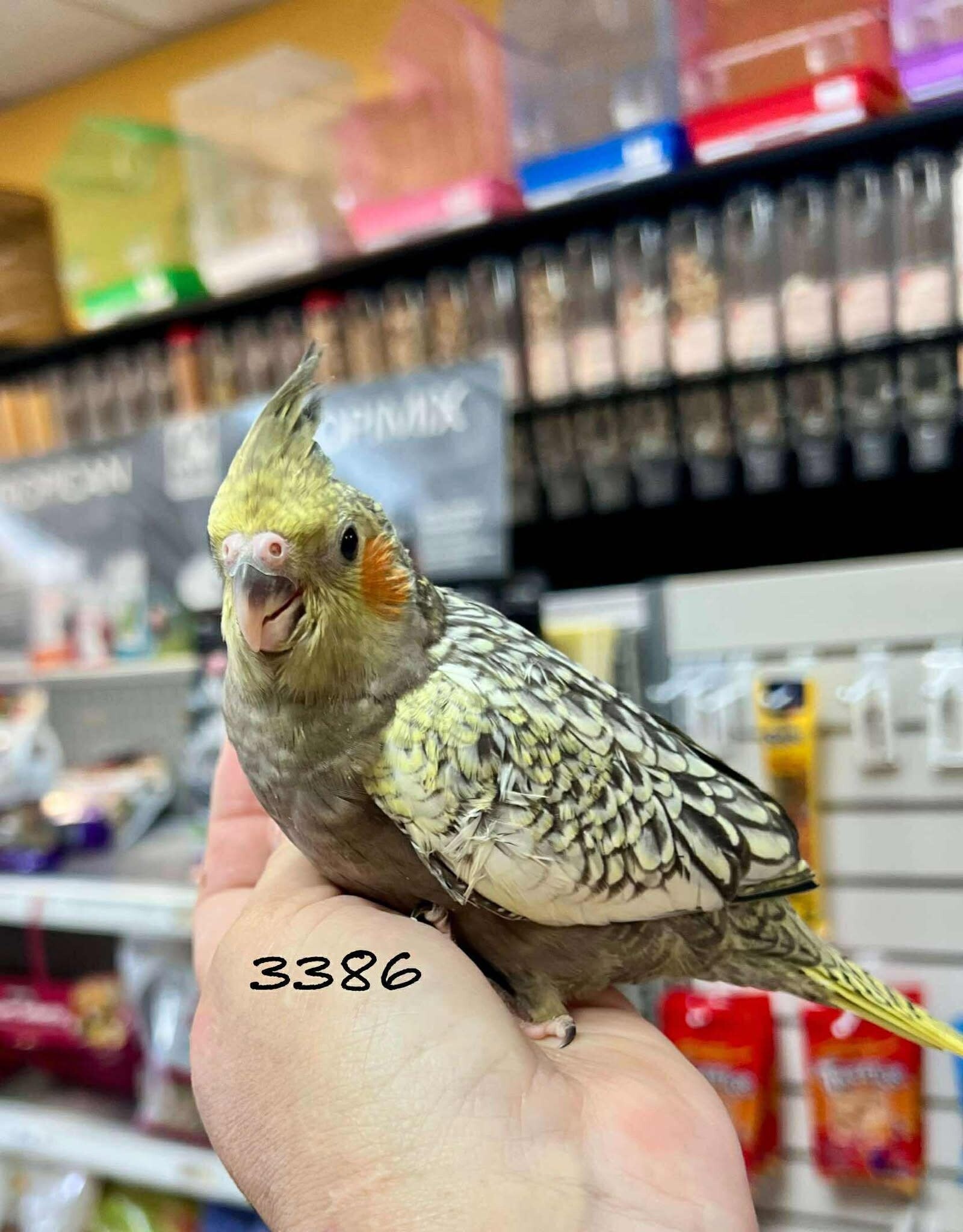 RAFL 3386- COCKATIEL- PEARL- HATCH 5-01-25