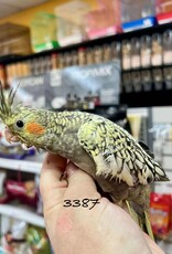 RAFL 3387- COCKATIEL- PEARL- HATCH 5-01-25