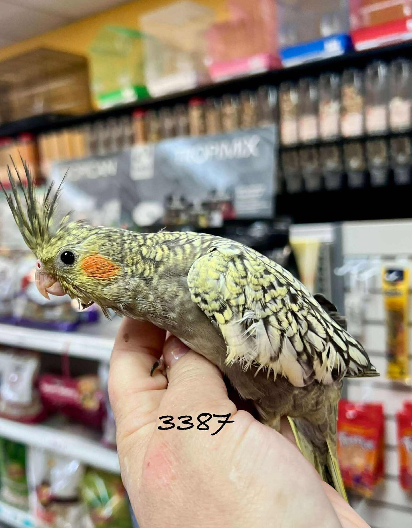 RAFL 3387- COCKATIEL- PEARL- HATCH 5-01-25