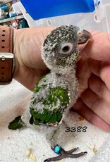 RAFL 3388  / HATCH 5-09-25- CONURE- BLACK CAPPED- CAGE #7