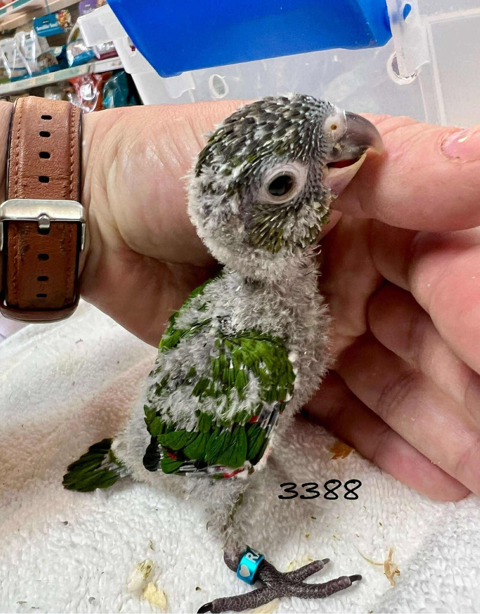 RAFL 3388  / HATCH 5-09-25- CONURE- BLACK CAPPED- CAGE #7