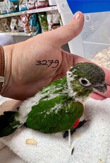 RAFL 3279  / HATCH 5-04-25- CONURE- BLACK CAPPED- CAGE #4