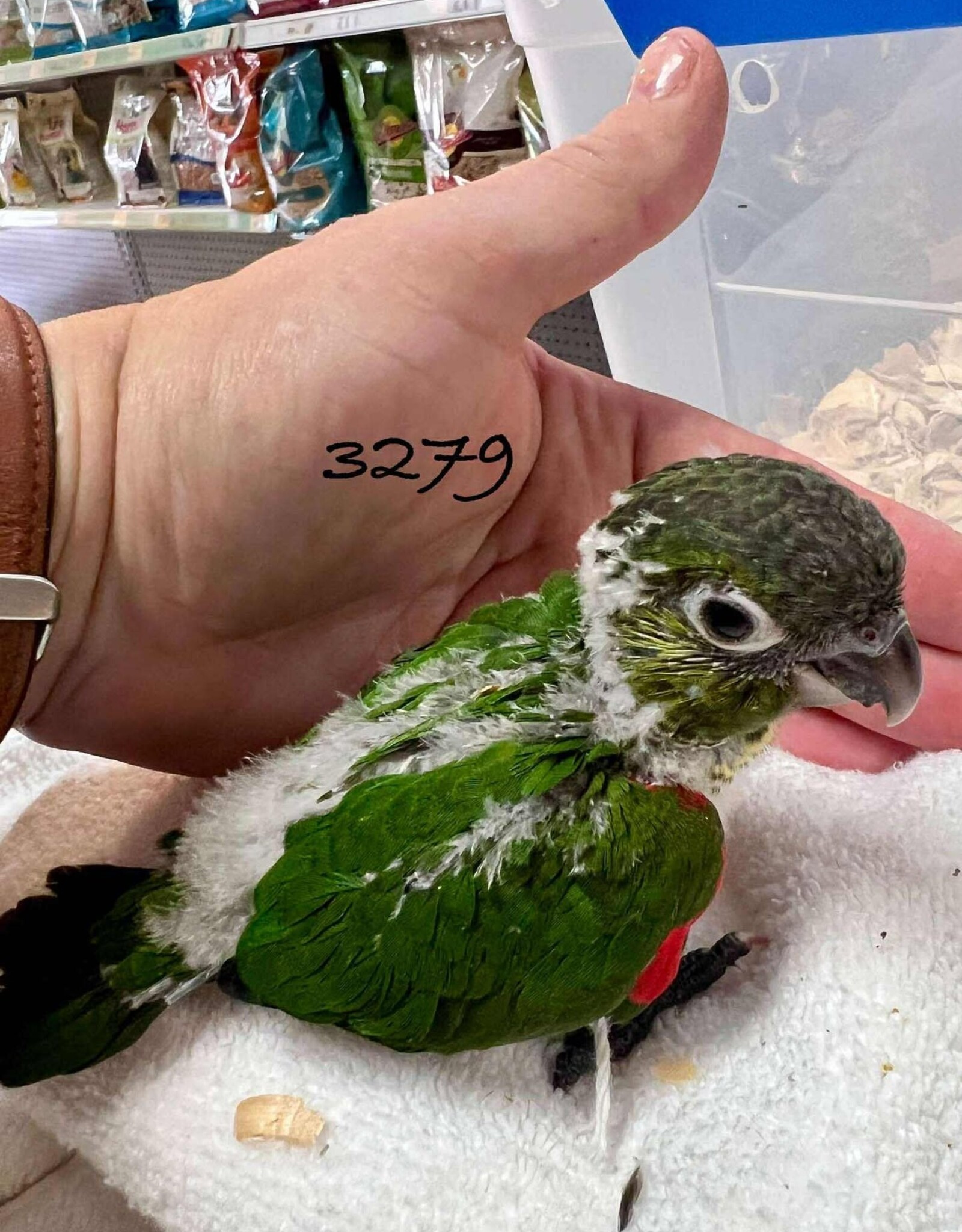 RAFL 3279  / HATCH 5-04-25- CONURE- BLACK CAPPED- CAGE #4