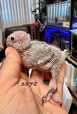 RAFL 3378  / HATCH 5-25-25- CONURE- BLACK CAPPED- CAGE #4