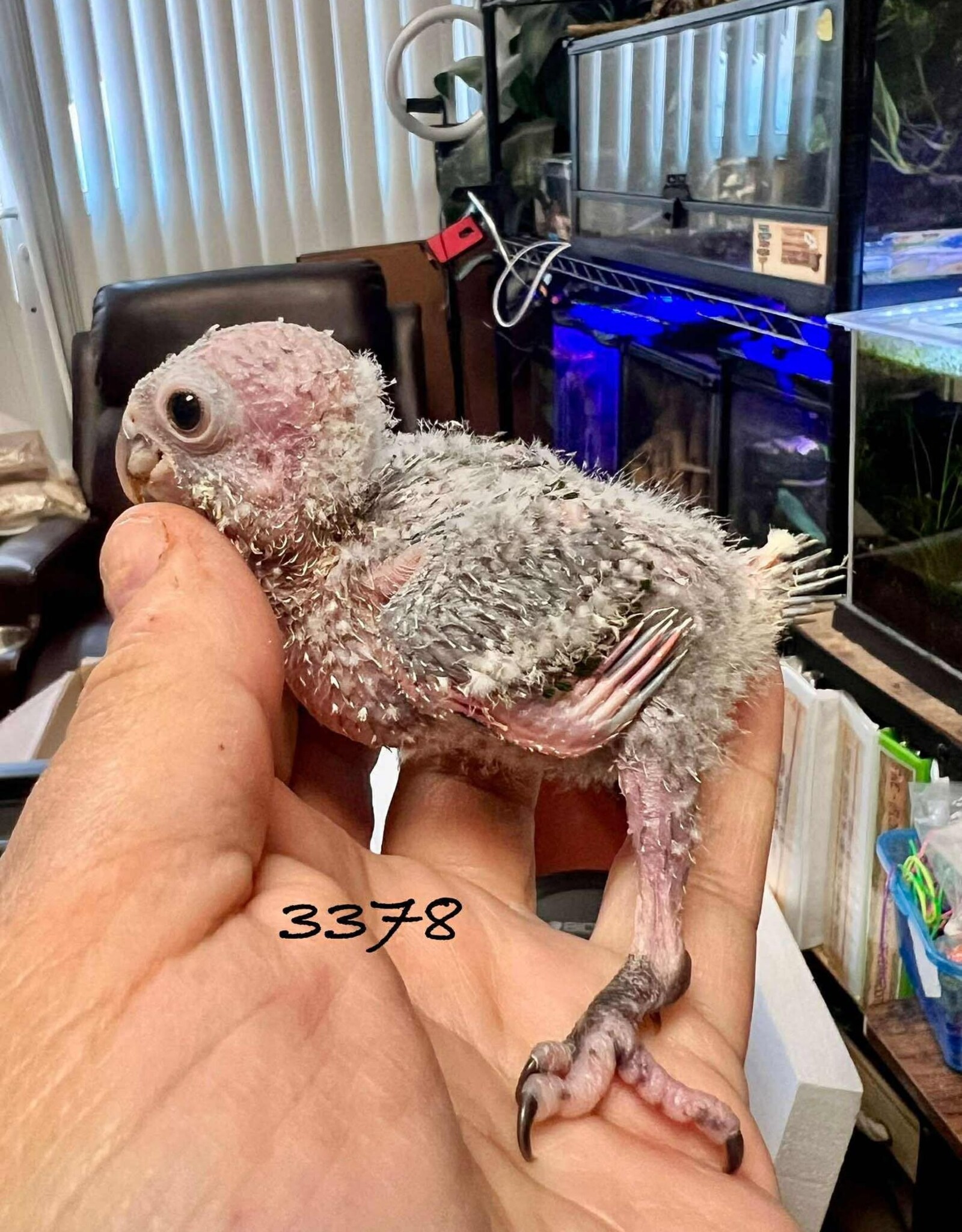RAFL 3378  / HATCH 5-25-25- CONURE- BLACK CAPPED- CAGE #4