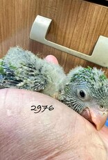 RAFL 2976-  QUAKER-  GREEN- HATCH- 5-17-25