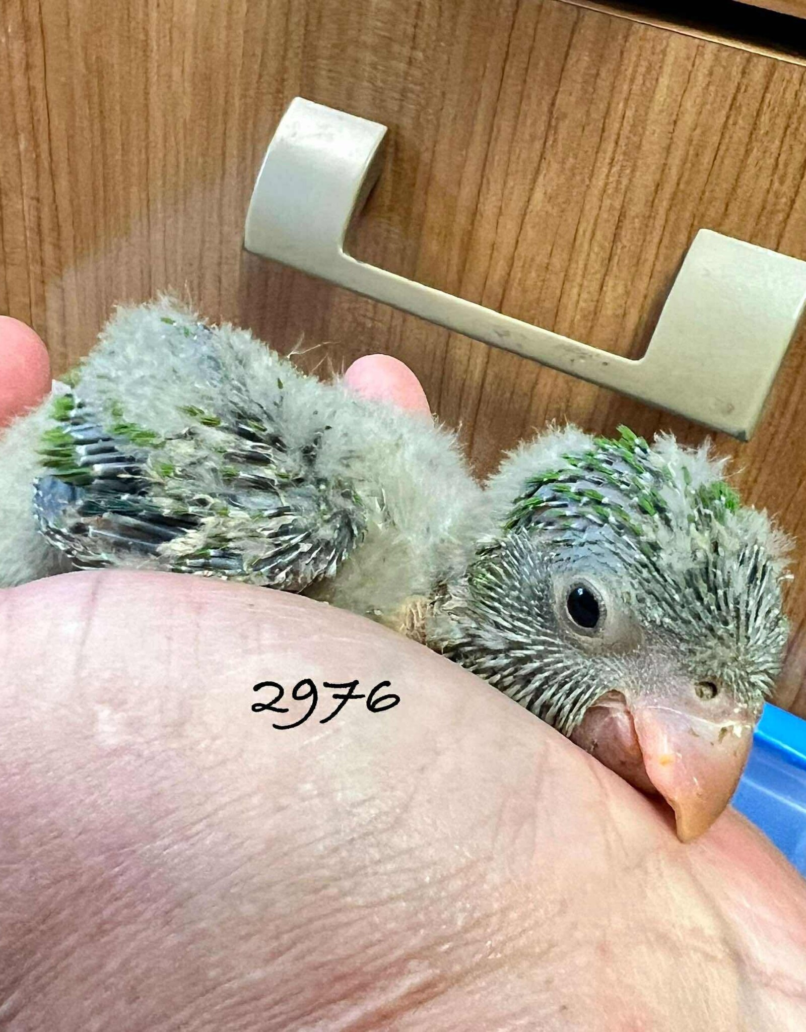 RAFL 2976-  QUAKER-  GREEN- HATCH- 5-17-25