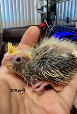 RAFL 3369- HATCH 5-17-25- PIED- COCKATIEL