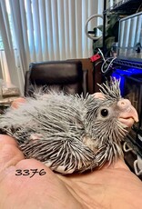RAFL 3376- HATCH- 5-17-25- WHITEFACE- COCKATIEL
