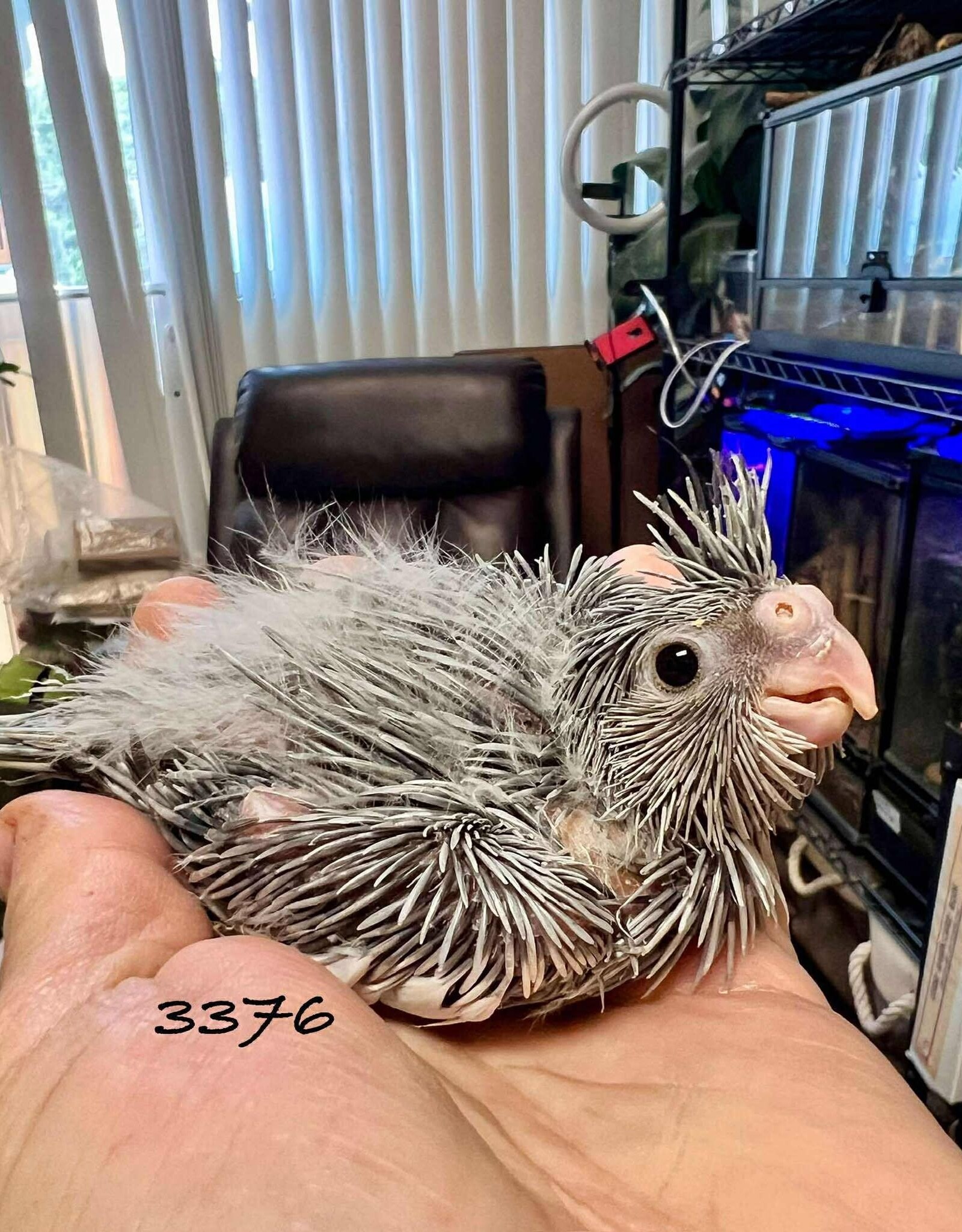 RAFL 3376- HATCH- 5-17-25- WHITEFACE- COCKATIEL