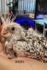 RAFL 3371 / HATCH  5-05-25- COCKATIEL-WHITEFACE PEARL
