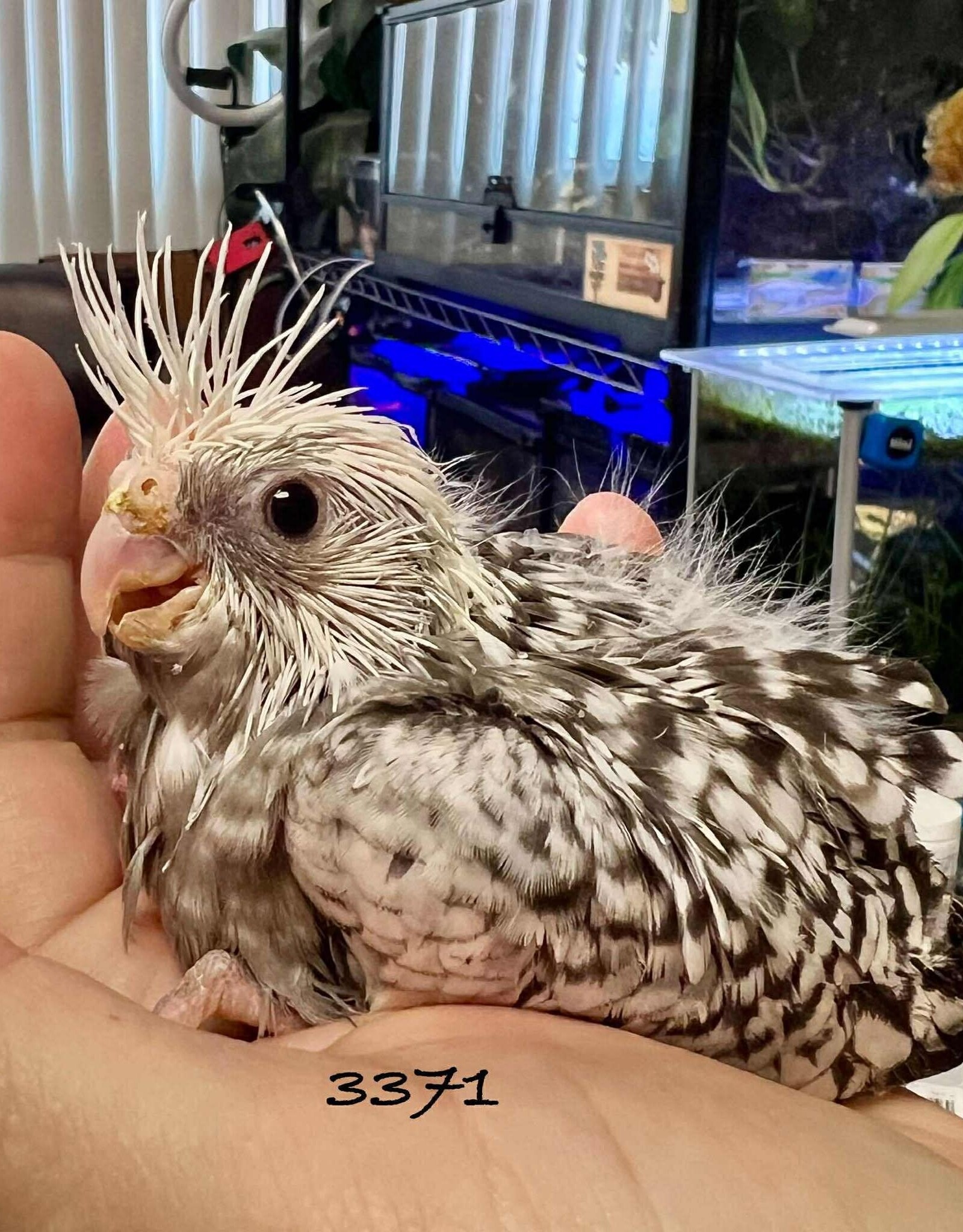 RAFL 3371 / HATCH  5-05-25- COCKATIEL-WHITEFACE PEARL