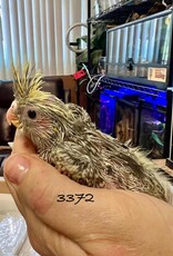 RAFL 3372 / HATCH  5-08-25- COCKATIEL- PEARL