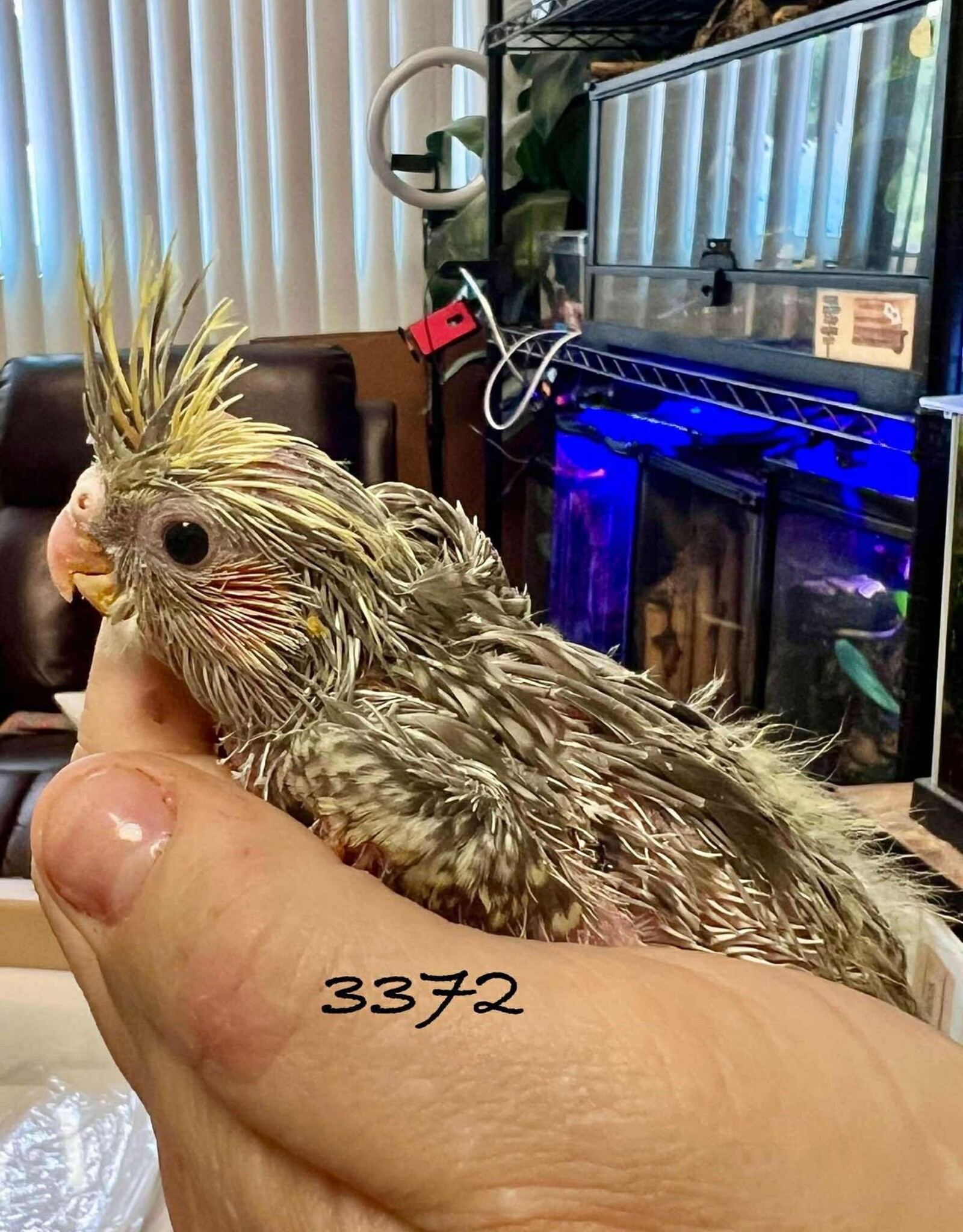 RAFL 3372 / HATCH  5-08-25- COCKATIEL- PEARL