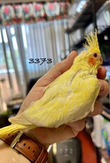 RAFL 3373 / HATCH  5-01-25- COCKATIEL- EMERALD- LUTINO- PEARL *RARE*
